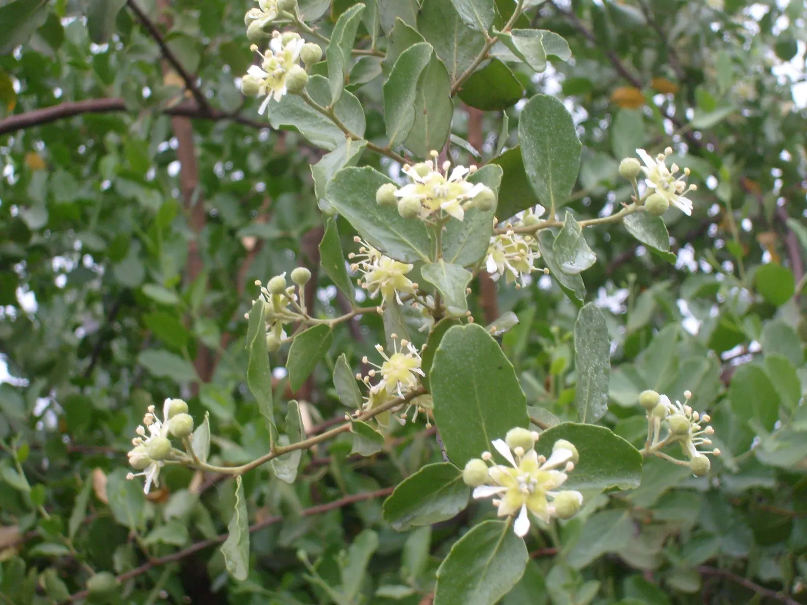 Soapbark Tree (Quillaja Saponaria) — making it an excellent choice for xeriscaping