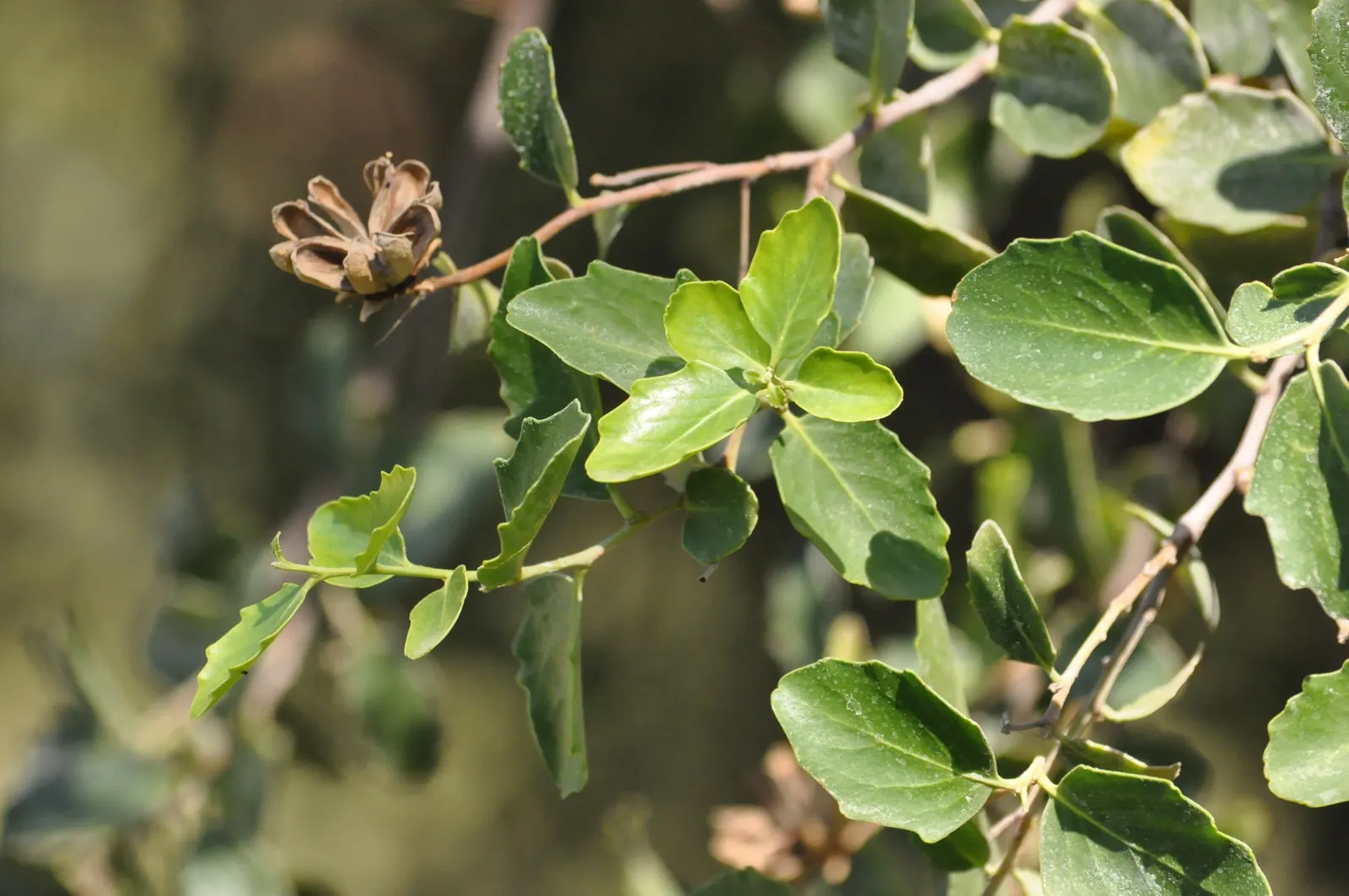 Soapbark Tree (Quillaja Saponaria) — tree with white blooms