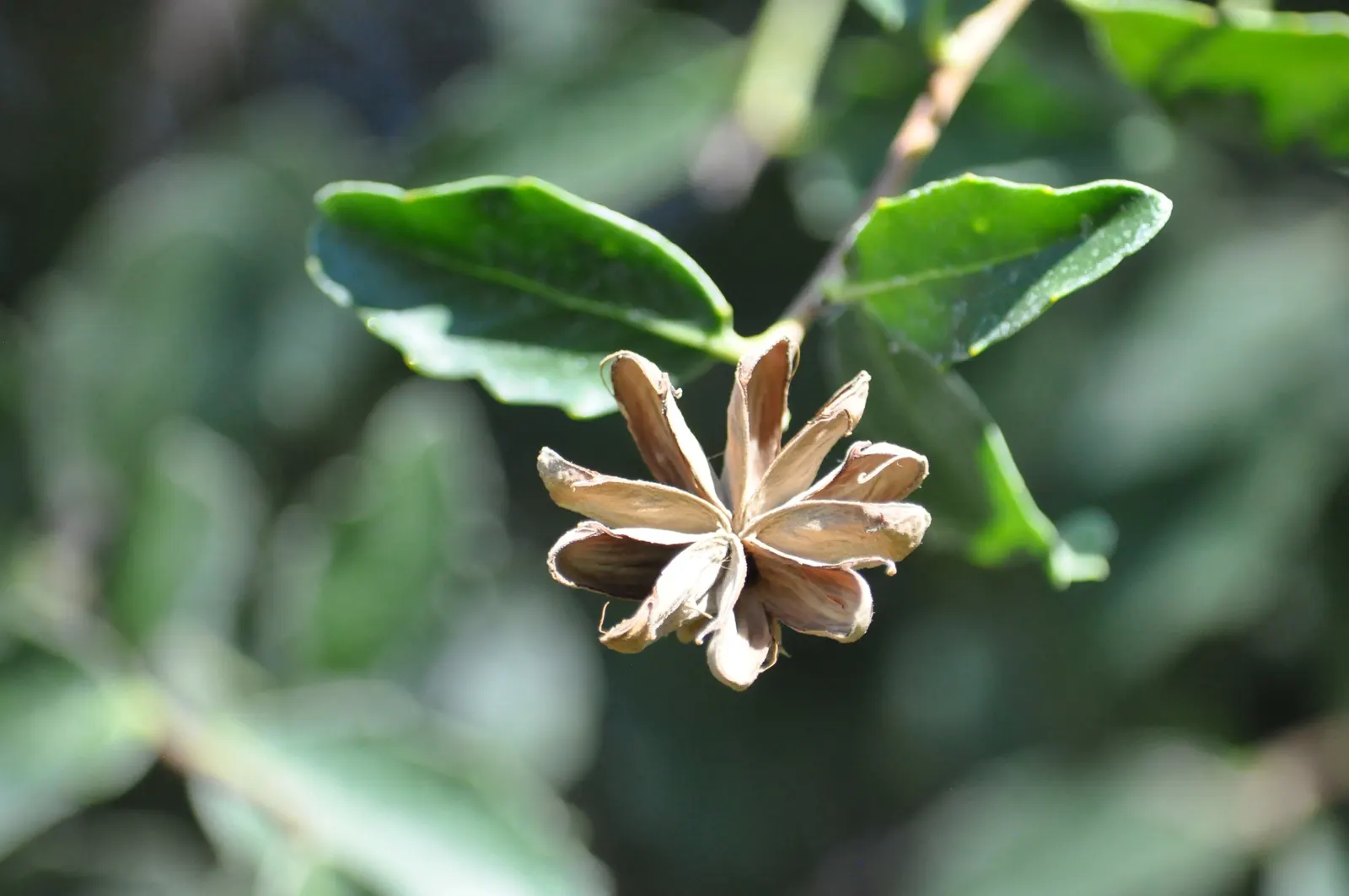 Soapbark Tree (Quillaja Saponaria) — This tree suits as a focal point or as part of a mixed border