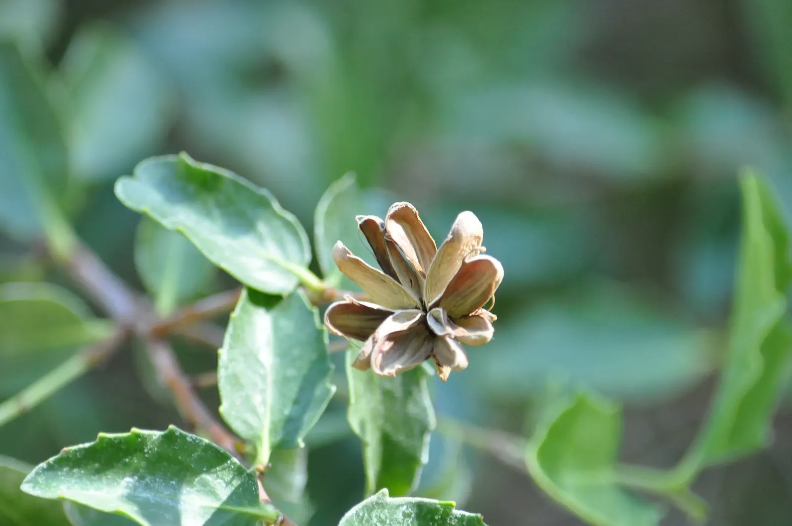 Soapbark Tree (Quillaja Saponaria) — native to the warm climates of central Chile