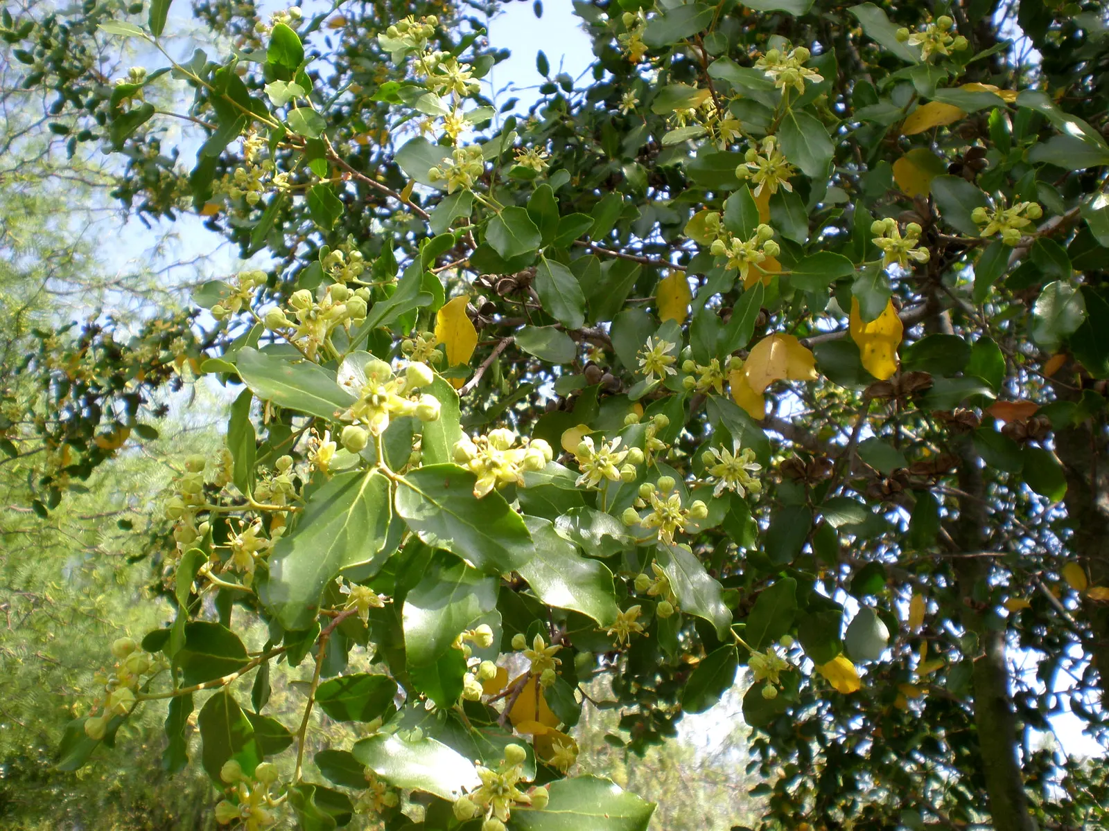 Soapbark Tree (Quillaja Saponaria) — providing an alluring visual and attracting pollinators such as bees and butterflies to the garden