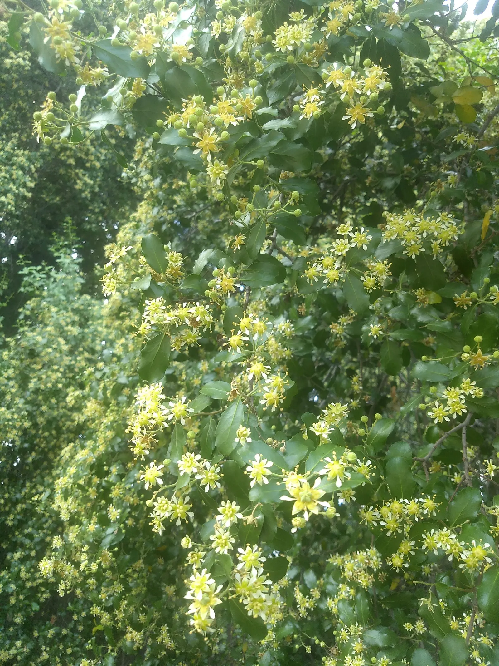 Soapbark Tree (Quillaja Saponaria) — The Soapbark Tree (Quillaja saponaria) is a hardy, evergreen species, native to Chile; this tree is renowned for its bark