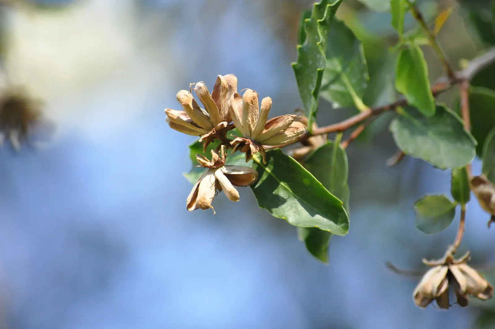 Soapbark Tree (Quillaja Saponaria) — The soapbark prefers well-drained soil
