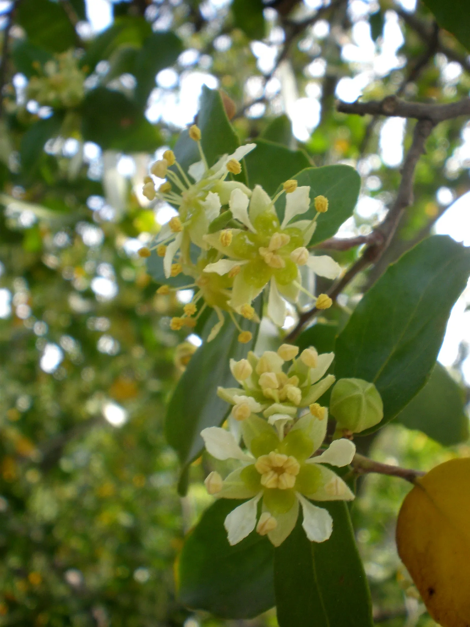 Soapbark Tree (Quillaja Saponaria) — The Soapbark Tree (Quillaja saponaria) is a hardy, evergreen species, native to Chile