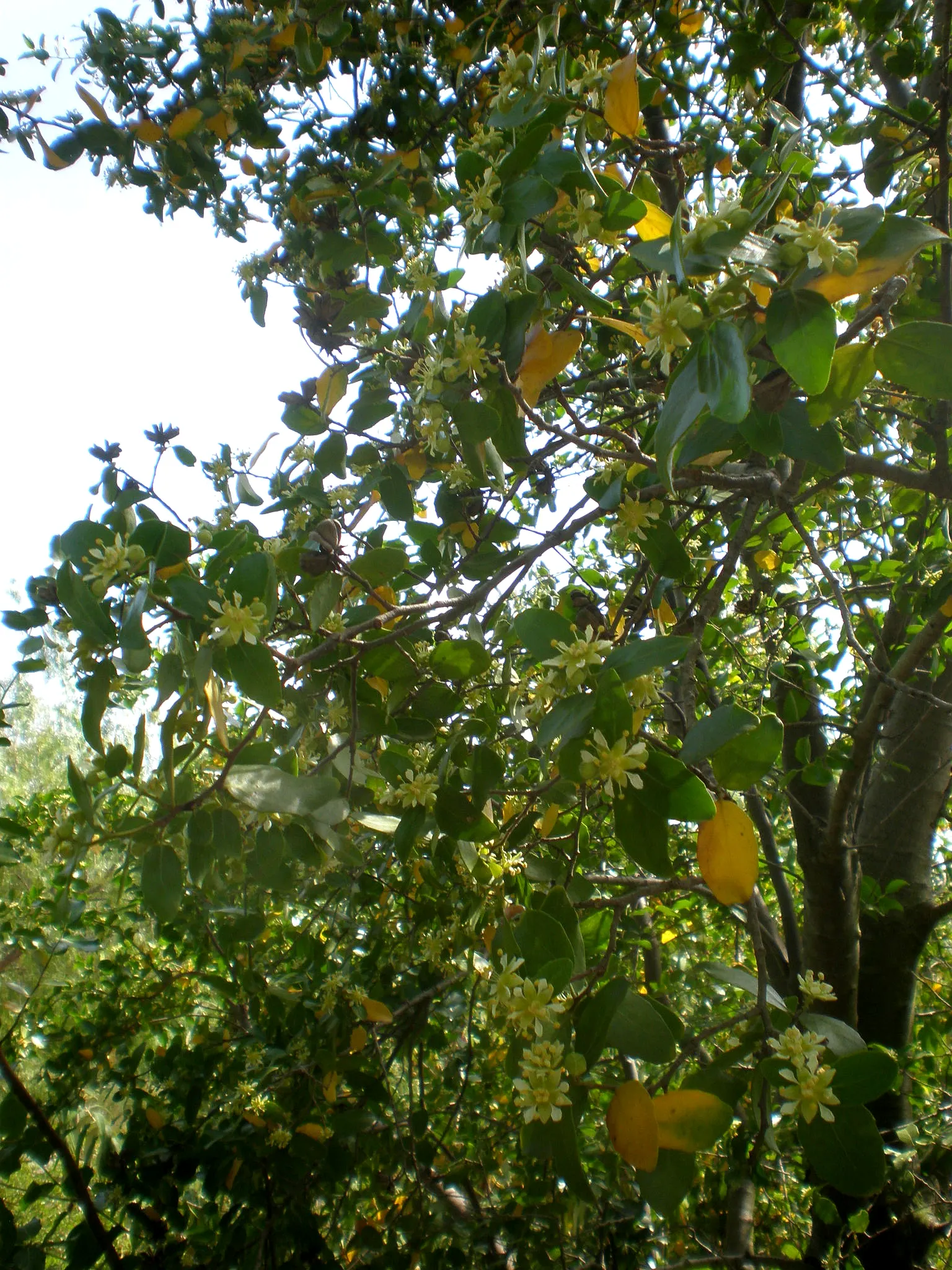Soapbark Tree (Quillaja Saponaria) — white flowers that bloom profusely in late spring to early summer