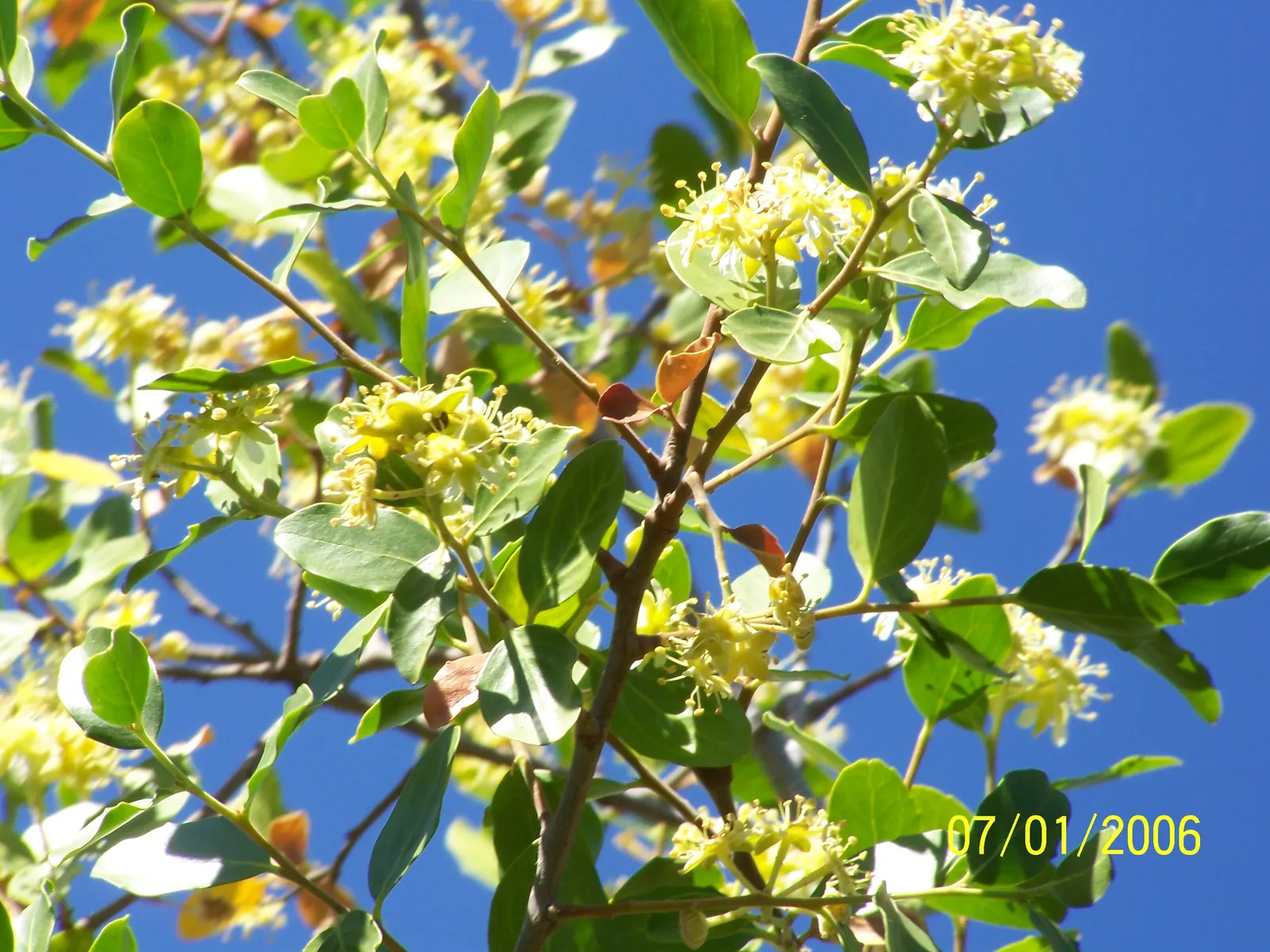 Soapbark Tree (Quillaja Saponaria) — Its leathery leaves complement clusters of small, white flowers; white flowers that bloom profusely in late spring to