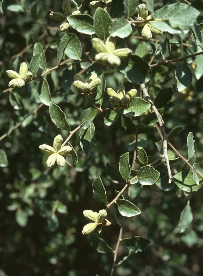 Soapbark Tree (Quillaja Saponaria) — with a canopy spread of approximately 20 to 30 feet when fully mature