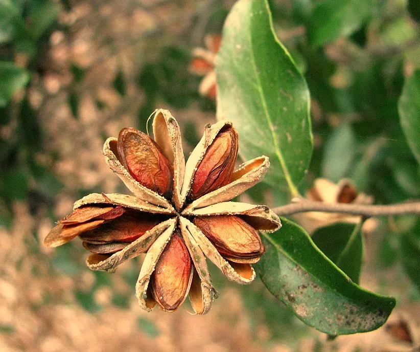 Soapbark Tree (Quillaja Saponaria) — It can reach up to 49-66 feet in height, with a dense, round canopy