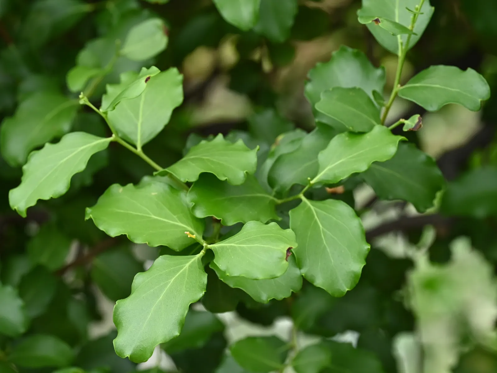 Soapbark Tree (Quillaja Saponaria) — white flowers in the garden