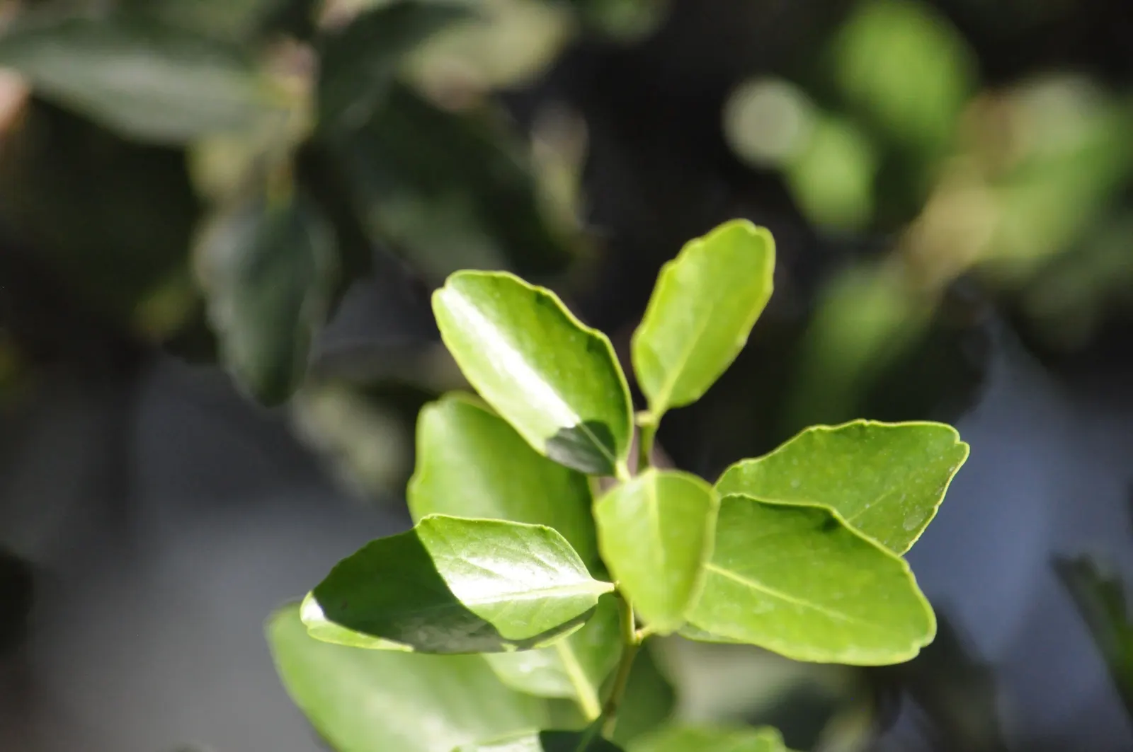 Soapbark Tree (Quillaja Saponaria) — leathery leaves are lanceolate in shape