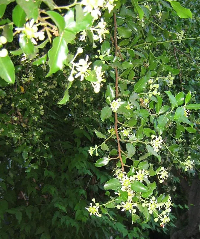 Soapbark Tree (Quillaja Saponaria) — scientifically known as Quillaja saponaria