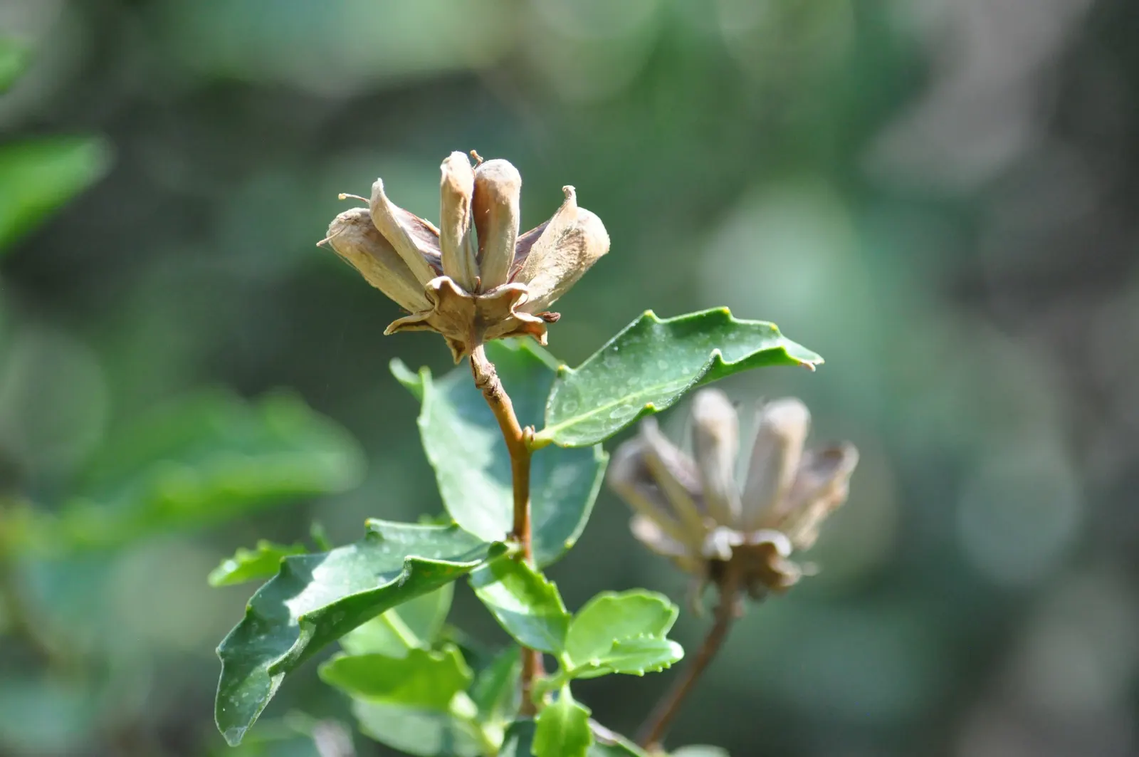 Soapbark Tree (Quillaja Saponaria) — It can reach up to 49-66 feet in height, with a dense, round canopy; with a canopy spread of approximately 20 to 30 feet