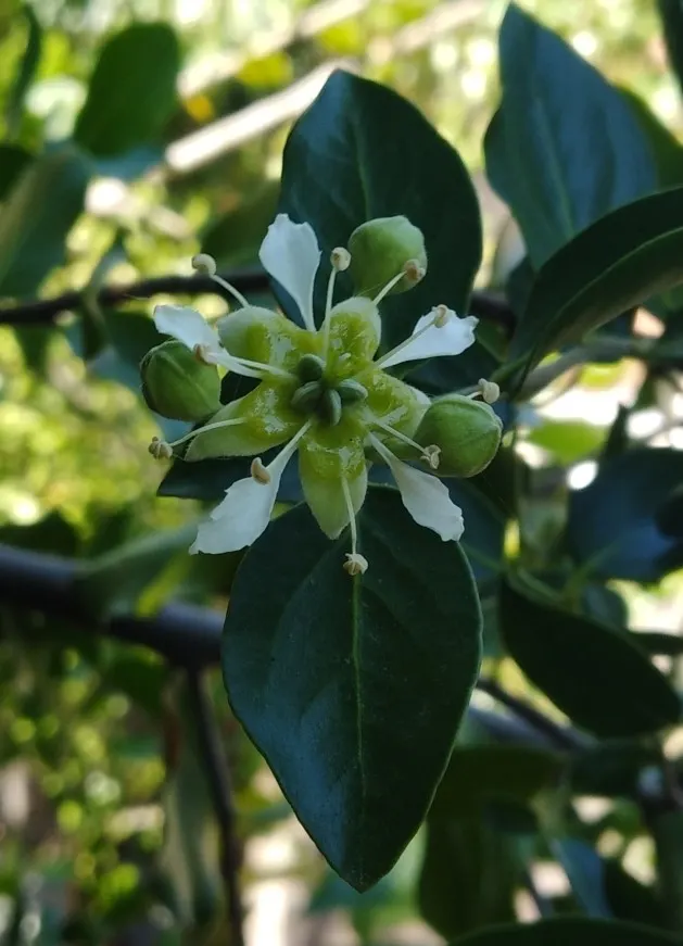 Soapbark Tree (Quillaja Saponaria) — and a glossy dark green color