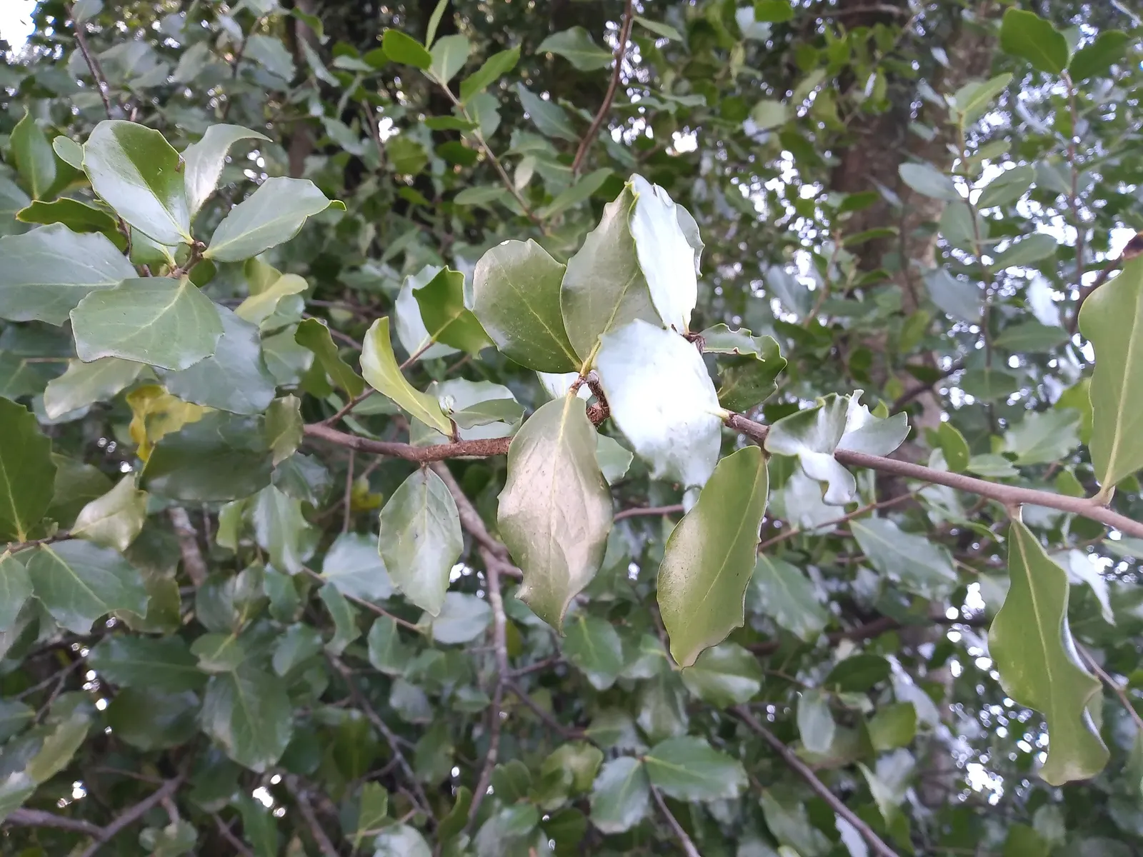 Soapbark Tree (Quillaja Saponaria) — adding a robust option for water-conscious landscapes