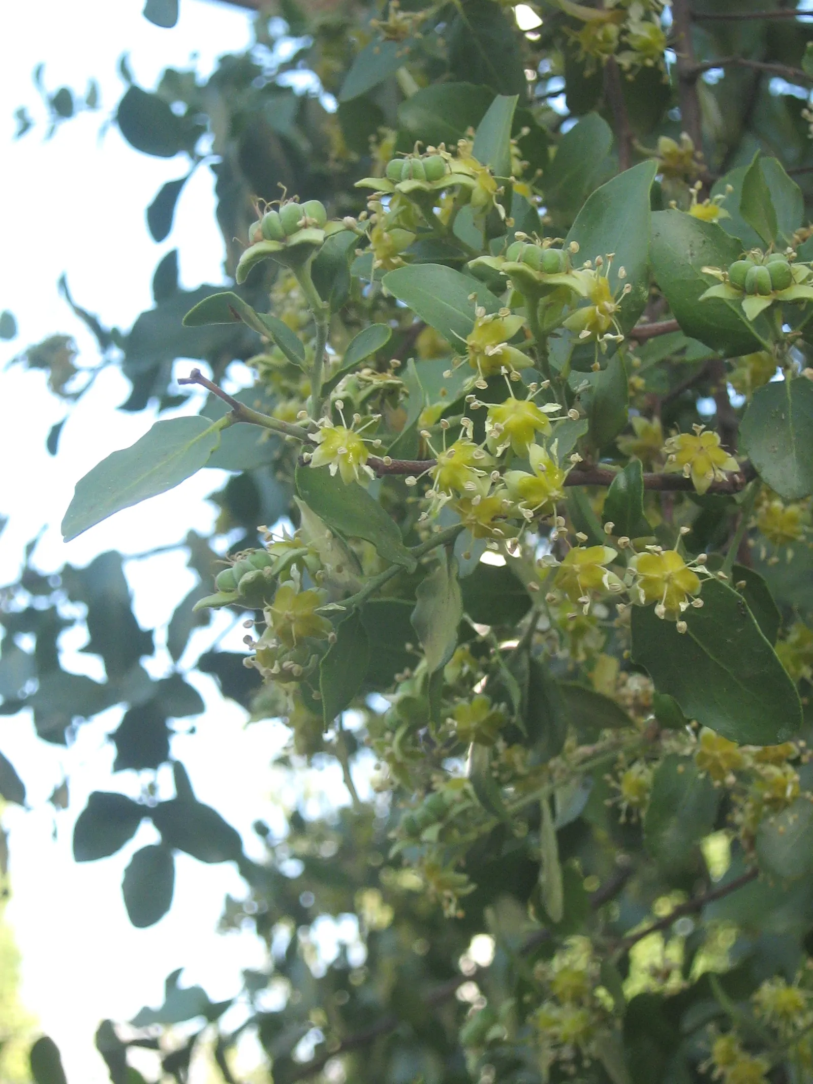 Soapbark Tree (Quillaja Saponaria) — can thrive in a range of soil types from sandy to clay
