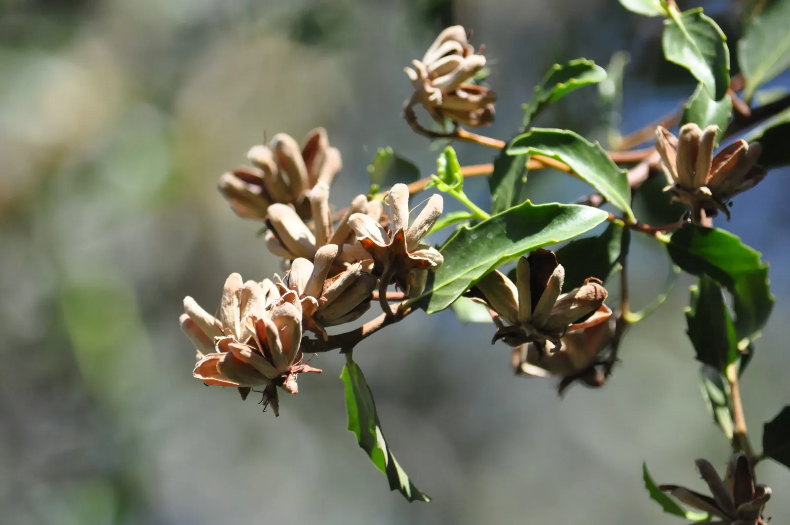 Soapbark Tree (Quillaja Saponaria) — hence the name "Soapbark."<br><br>When integrating Quillaja saponaria into a landscape design