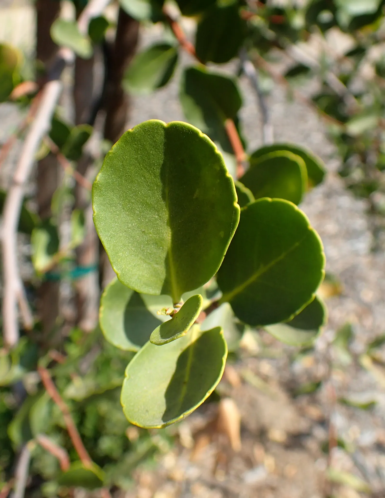 Soapbark Tree (Quillaja Saponaria) — This tree typically reaches heights of 50 to 60 feet