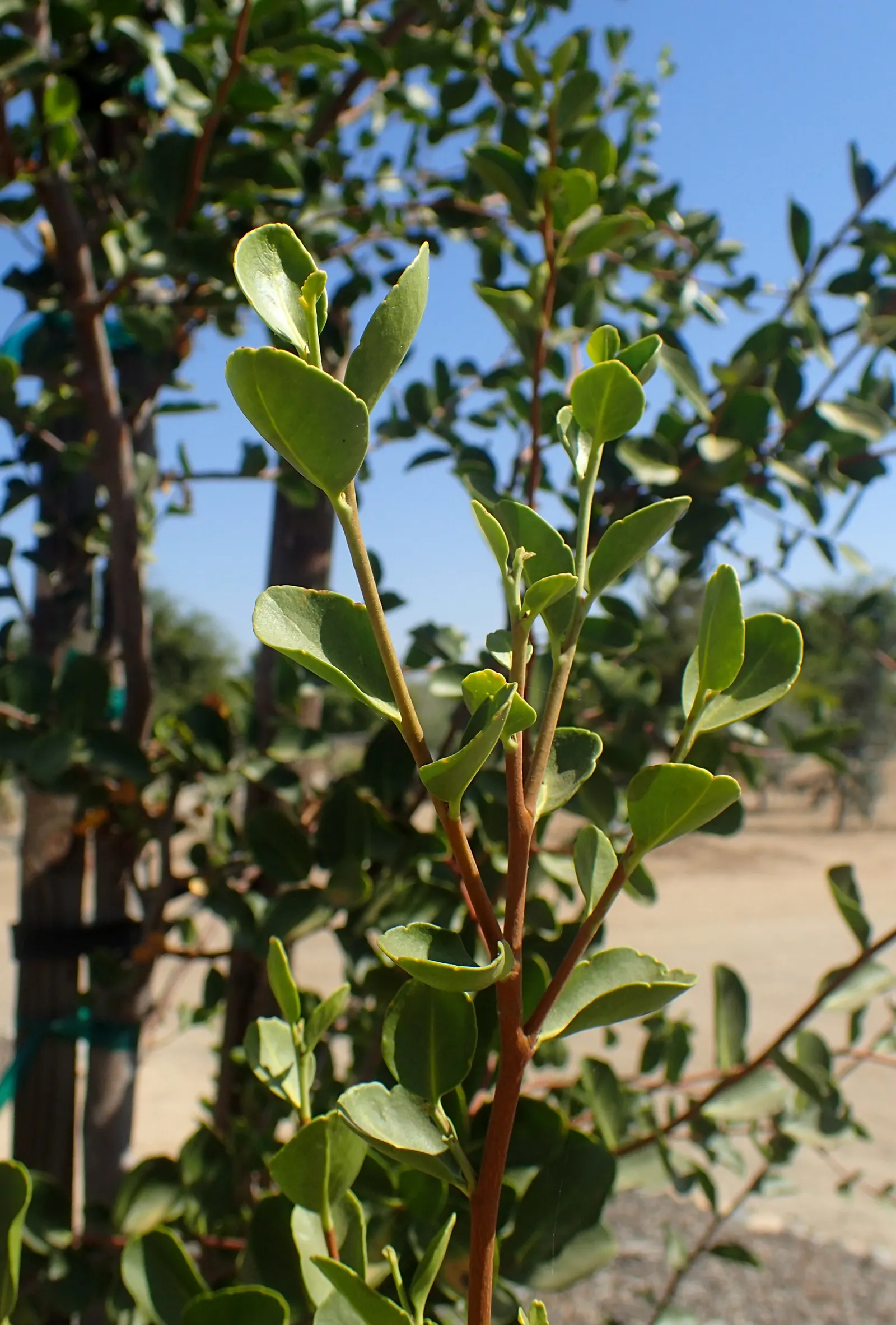 Soapbark Tree (Quillaja Saponaria) — Its leathery leaves complement clusters of small, white flowers