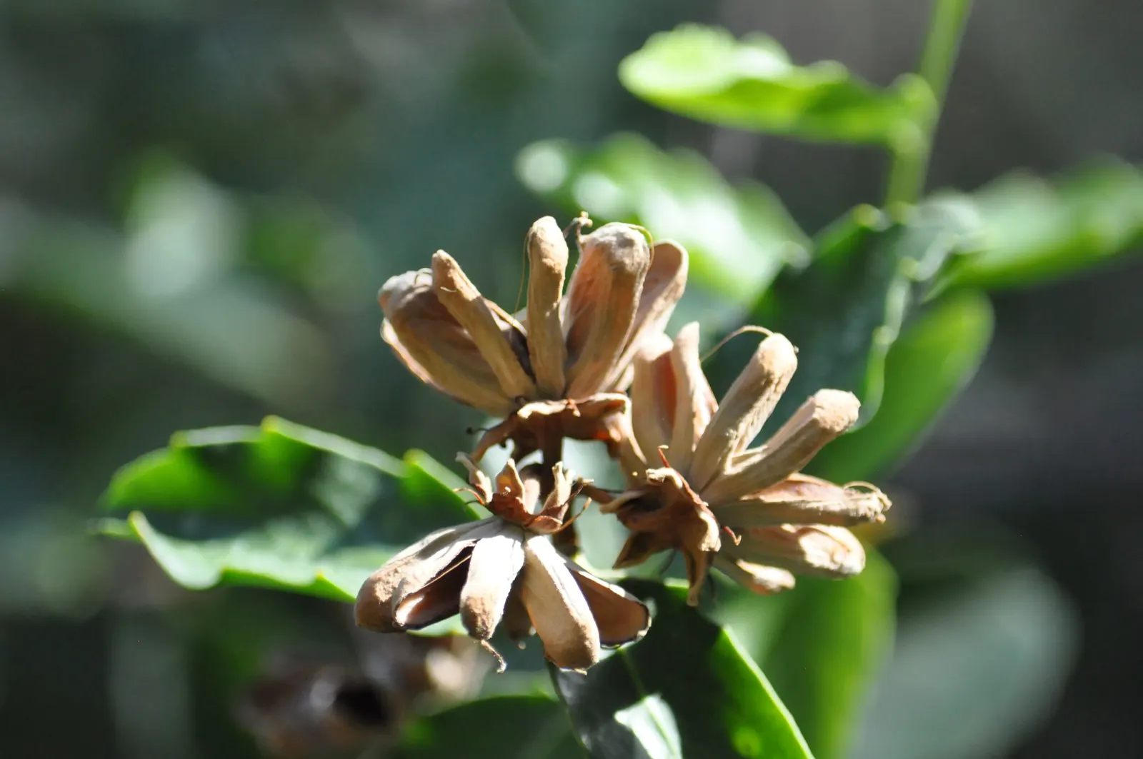 Soapbark Tree (Quillaja Saponaria) — historically used as a soap substitute