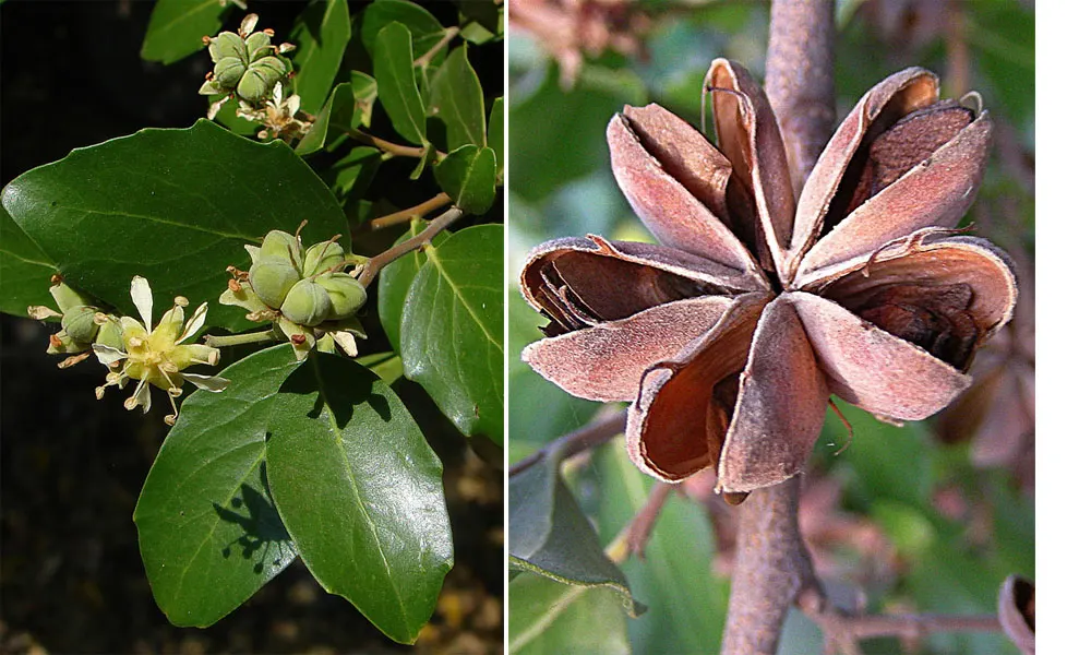 Soapbark Tree (Quillaja Saponaria) — it thrives in full sun and well-drained soils