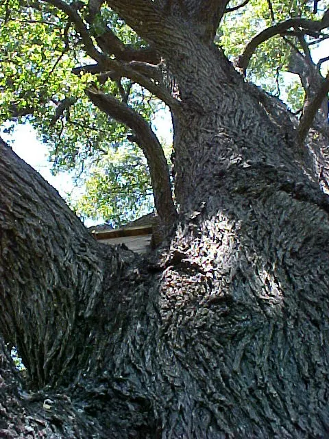 Soapbark Tree (Quillaja Saponaria) — and tolerates pH variations from slightly acidic to neutral to slightly alkaline