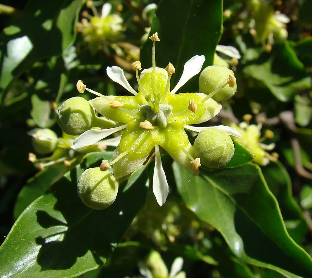 Soapbark Tree (Quillaja Saponaria) — Another noteworthy feature is its bark