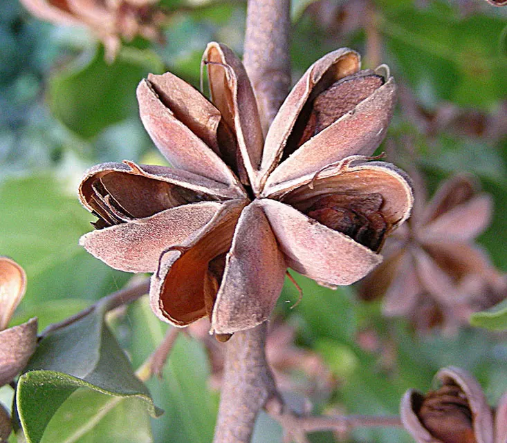 Soapbark Tree (Quillaja Saponaria) — This tree is renowned for its bark, high in saponins, traditionally used as a natural detergent