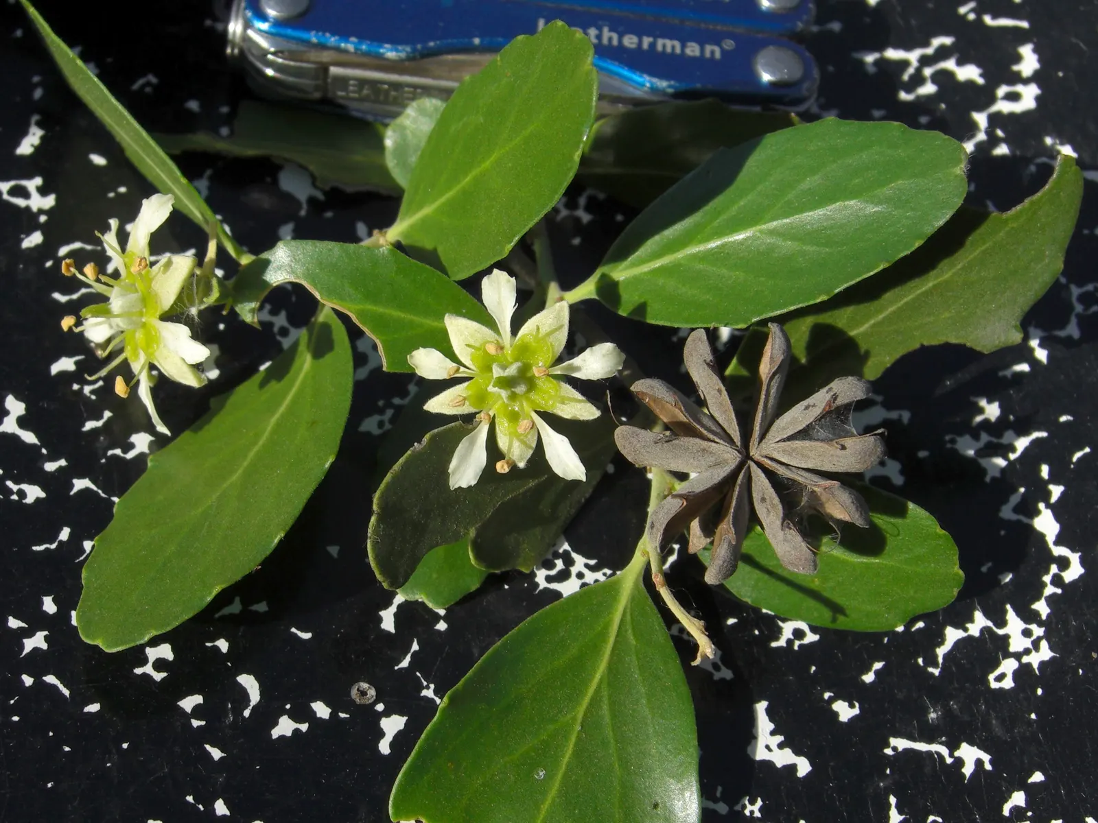 Soapbark Tree (Quillaja Saponaria) — is a resilient and versatile evergreen specimen