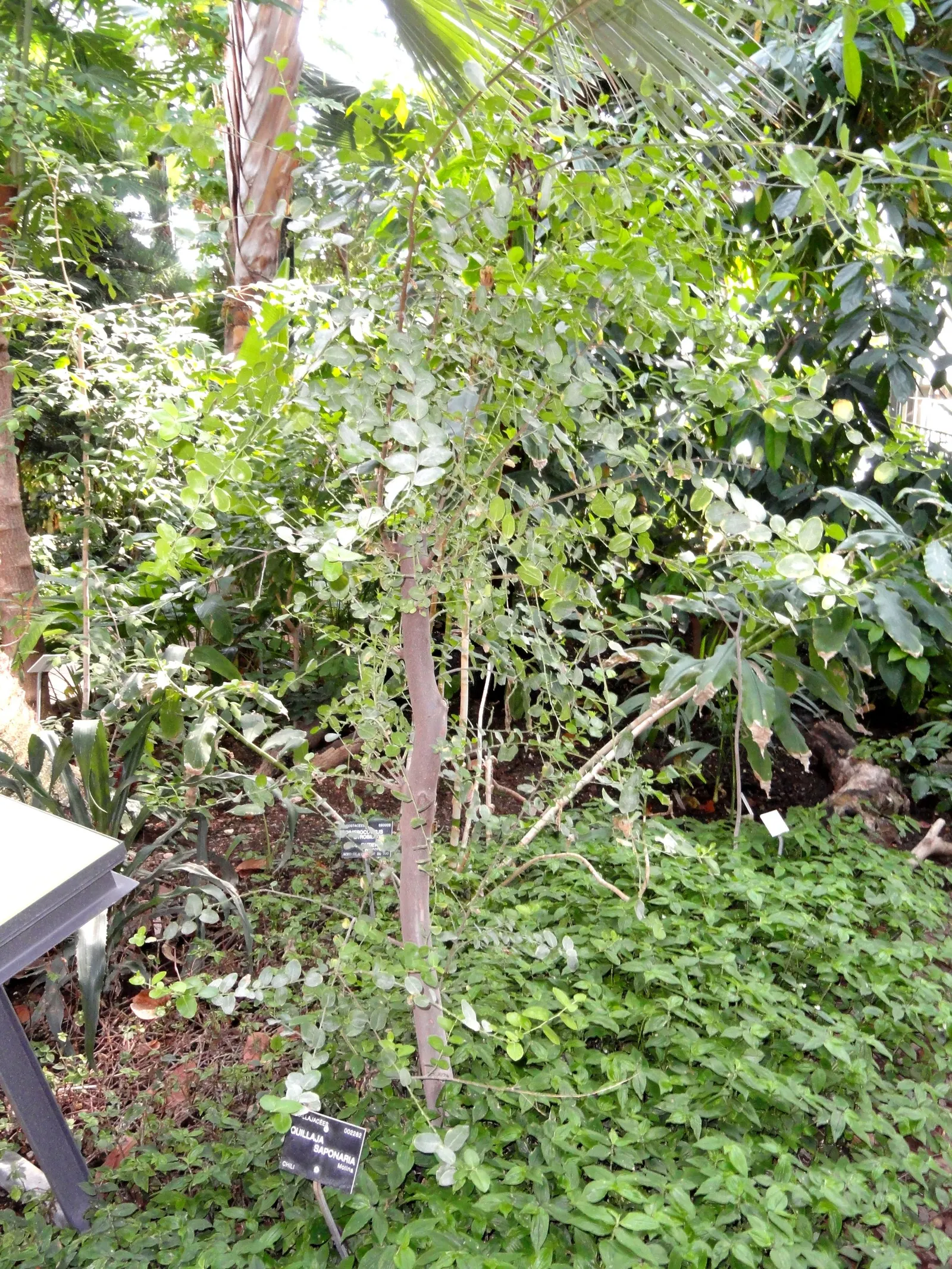 Soapbark Tree (Quillaja Saponaria) — tree for full
