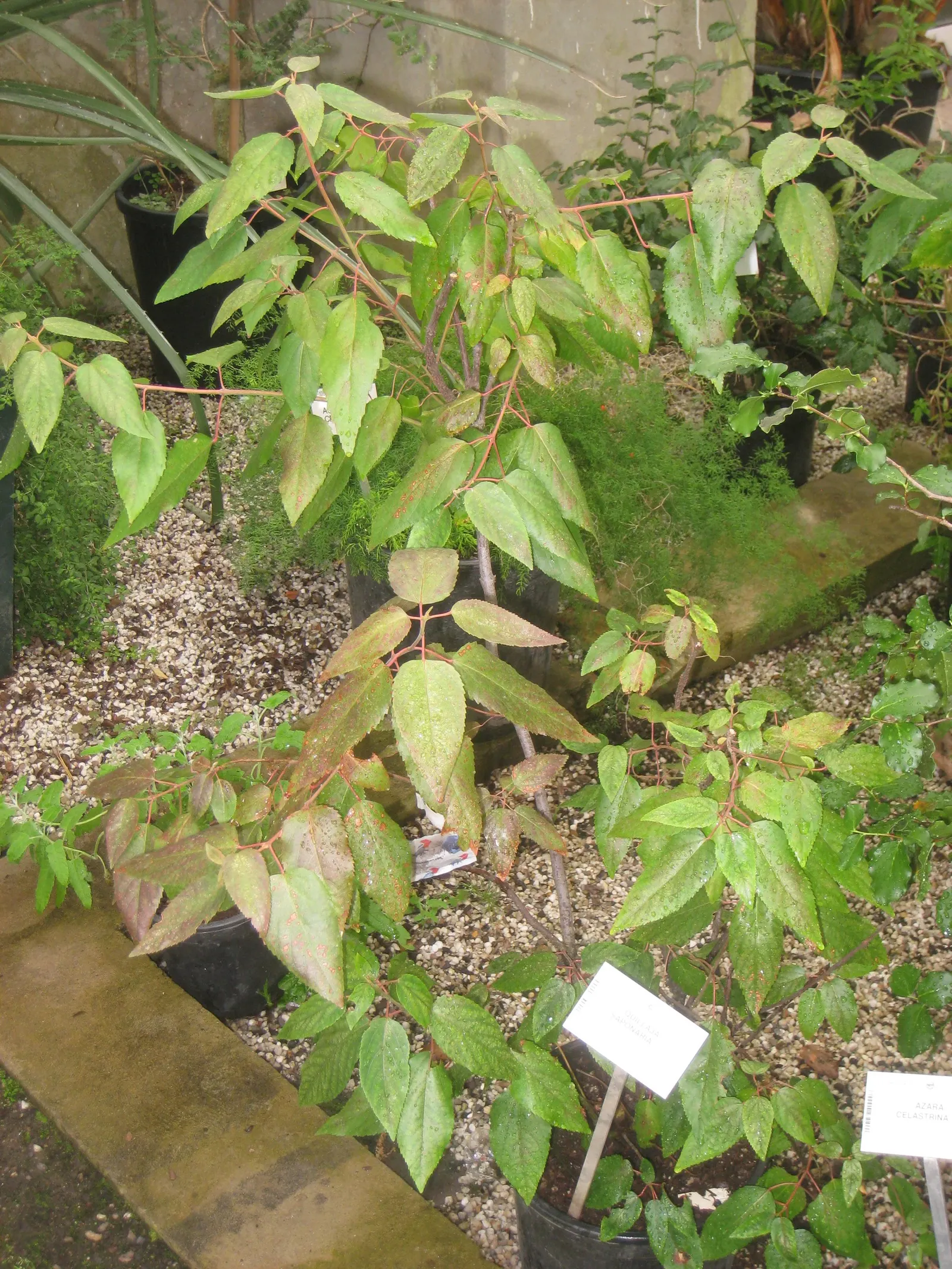 Soapbark Tree (Quillaja Saponaria) — consider its potential size and allow sufficient space for mature growth
