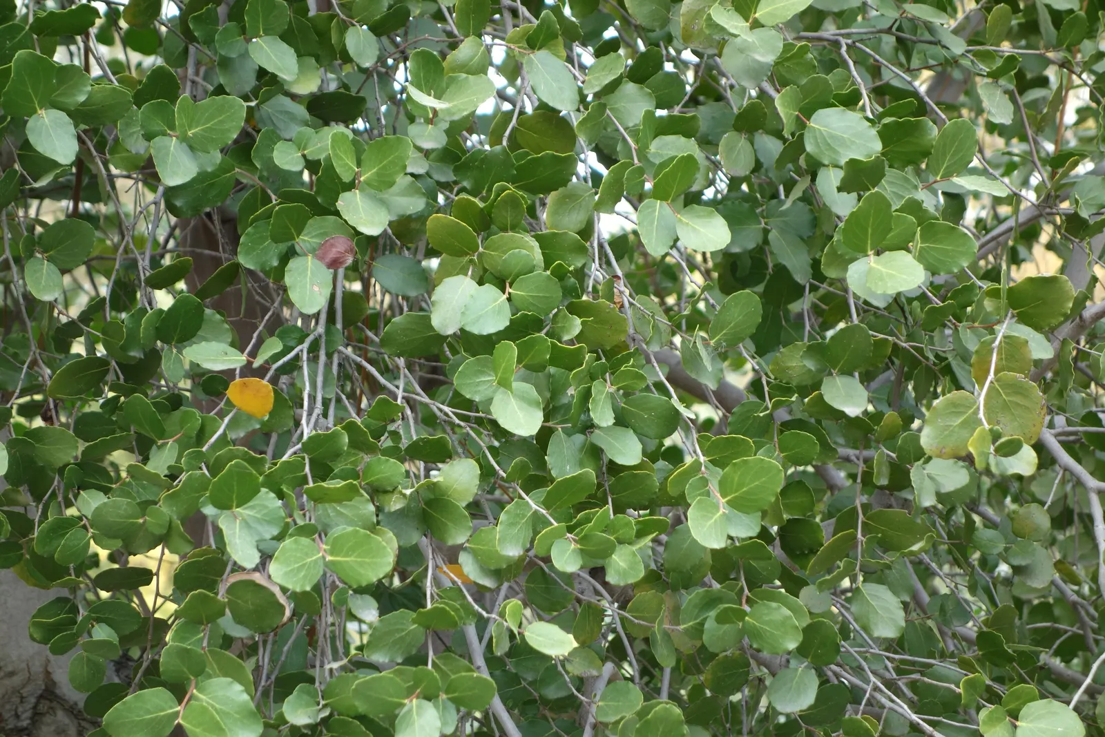 Soapbark Tree (Quillaja Saponaria) — minimal water requirements