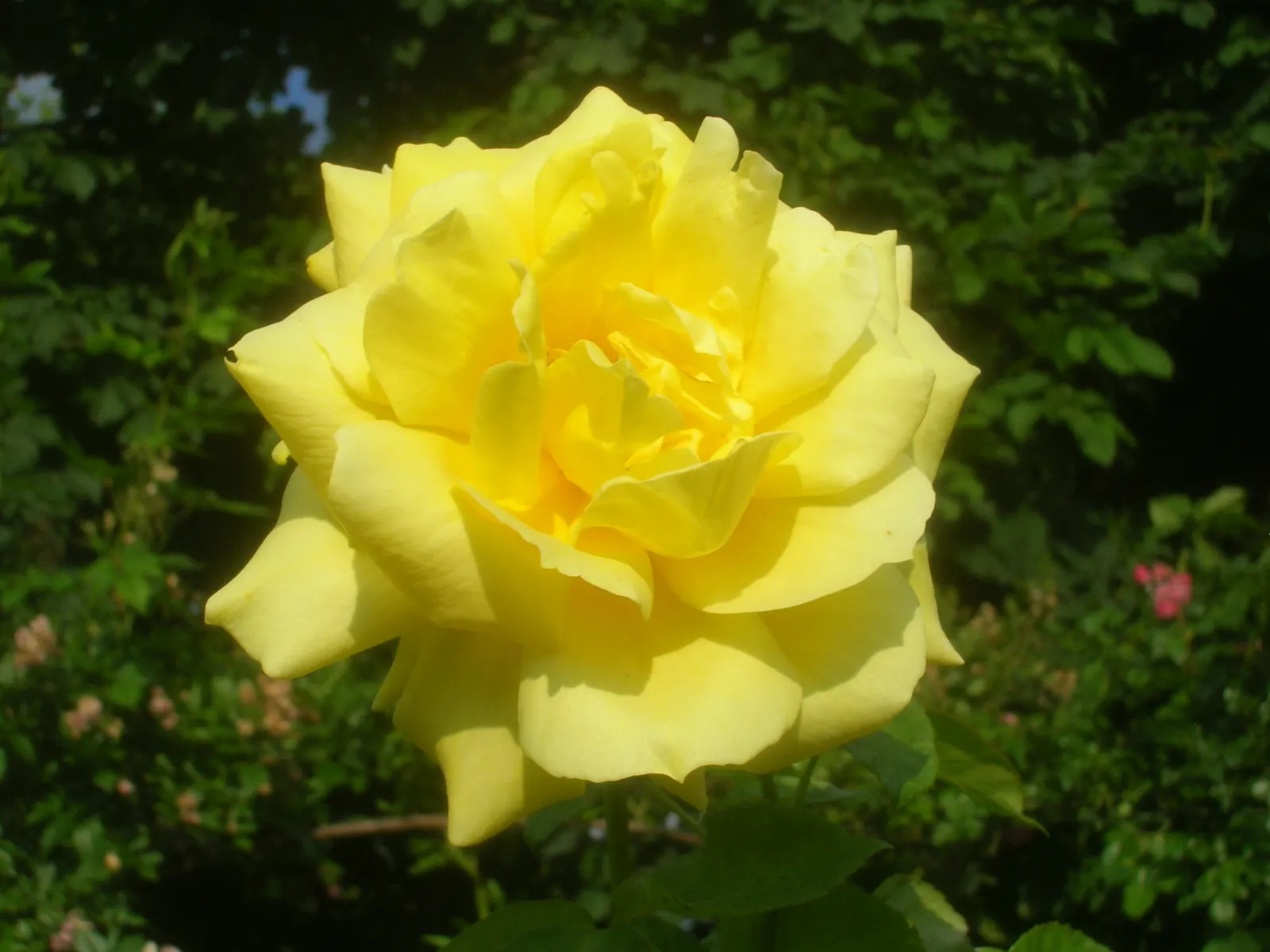 Oregold Hybrid Tea Rose (Rosa 'Oregold') — offering a touch of opulence with its deep golden-yellow blooms