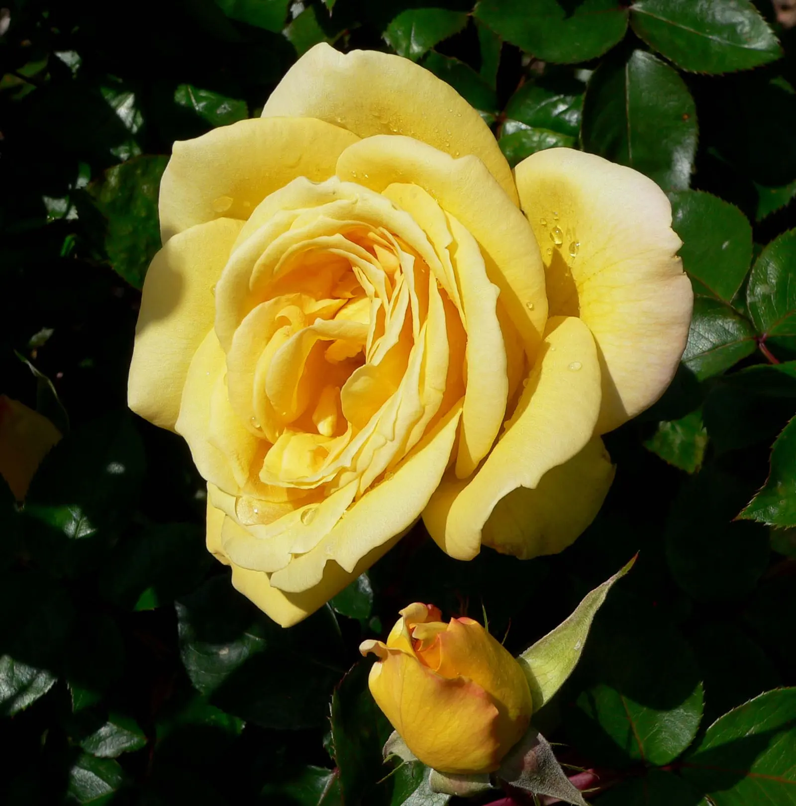 Oregold Hybrid Tea Rose (Rosa 'Oregold') — is a radiant addition to any garden setting