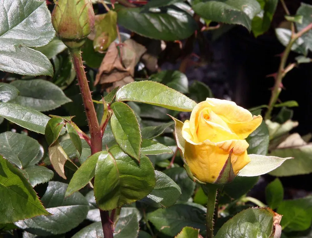 Oregold Hybrid Tea Rose (Rosa 'Oregold') — making it well-suited for accent placement or as part of a mixed border