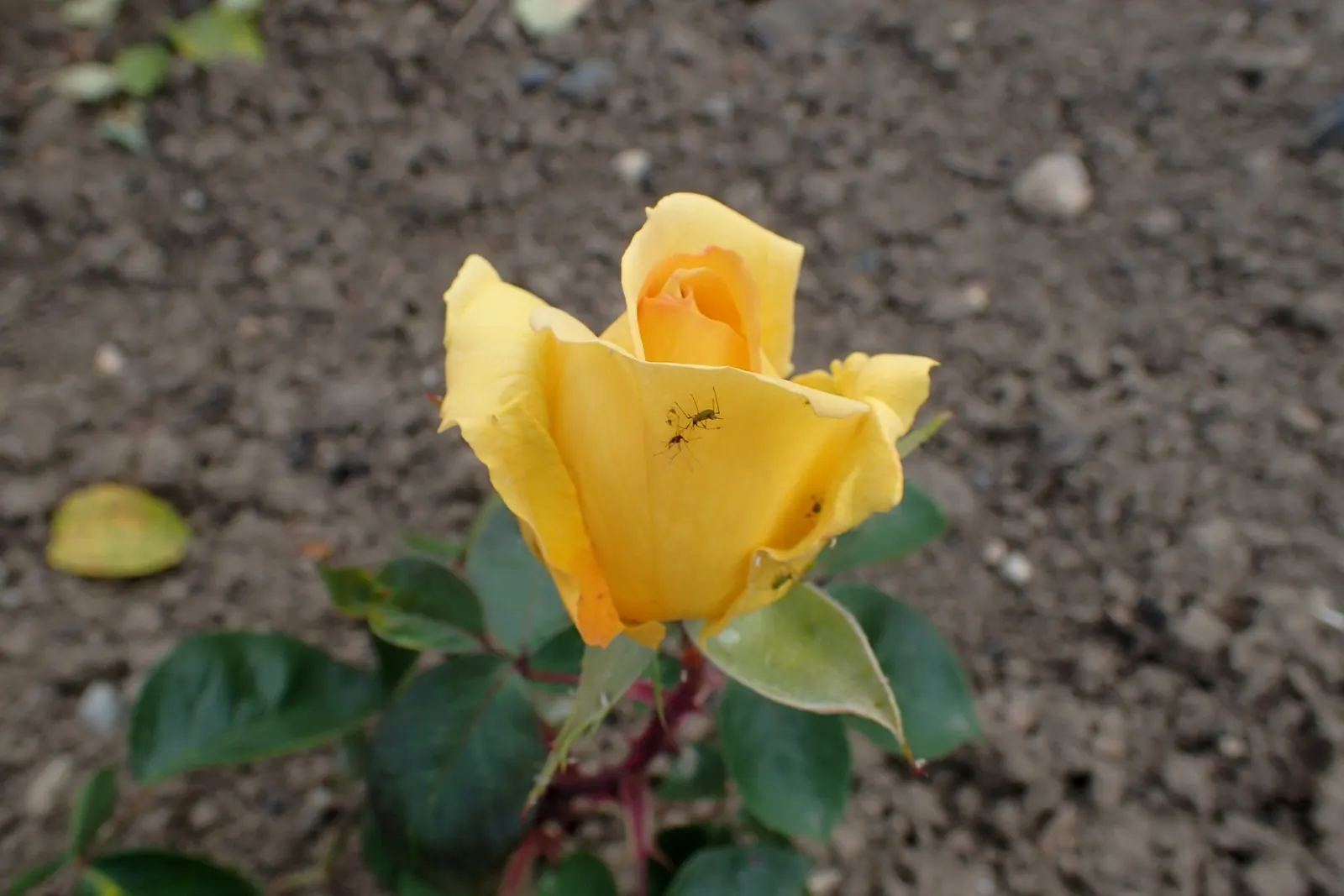 Oregold Hybrid Tea Rose (Rosa 'Oregold') — with regular watering and fertilization to maintain its stunning display