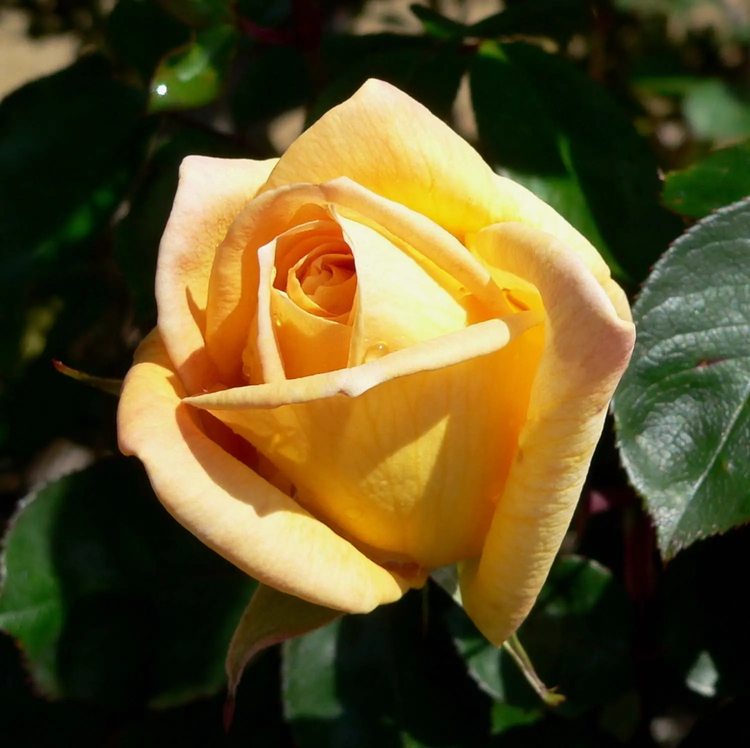 Oregold Hybrid Tea Rose (Rosa 'Oregold') — It requires full sun and well-drained soil