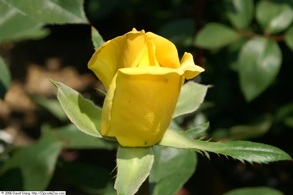 Oregold Hybrid Tea Rose (Rosa 'Oregold') — This rose reaches a mature size of 4-5 feet tall and 2-3 feet wide