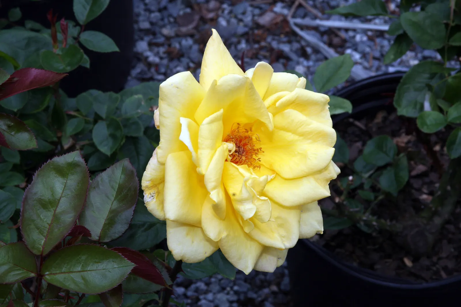 Oregold Hybrid Tea Rose (Rosa 'Oregold') — golden-yellow blooms with a classic