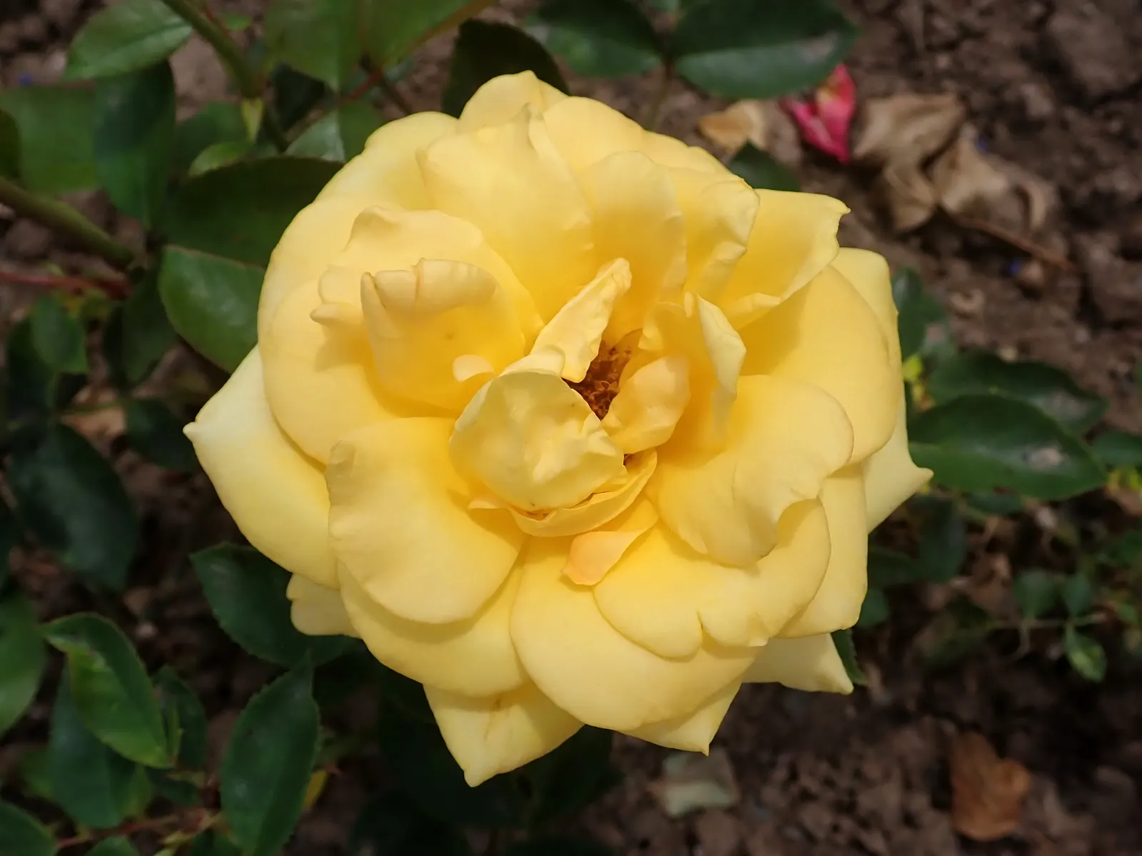 Oregold Hybrid Tea Rose (Rosa 'Oregold') — a vibrant hybrid tea rose