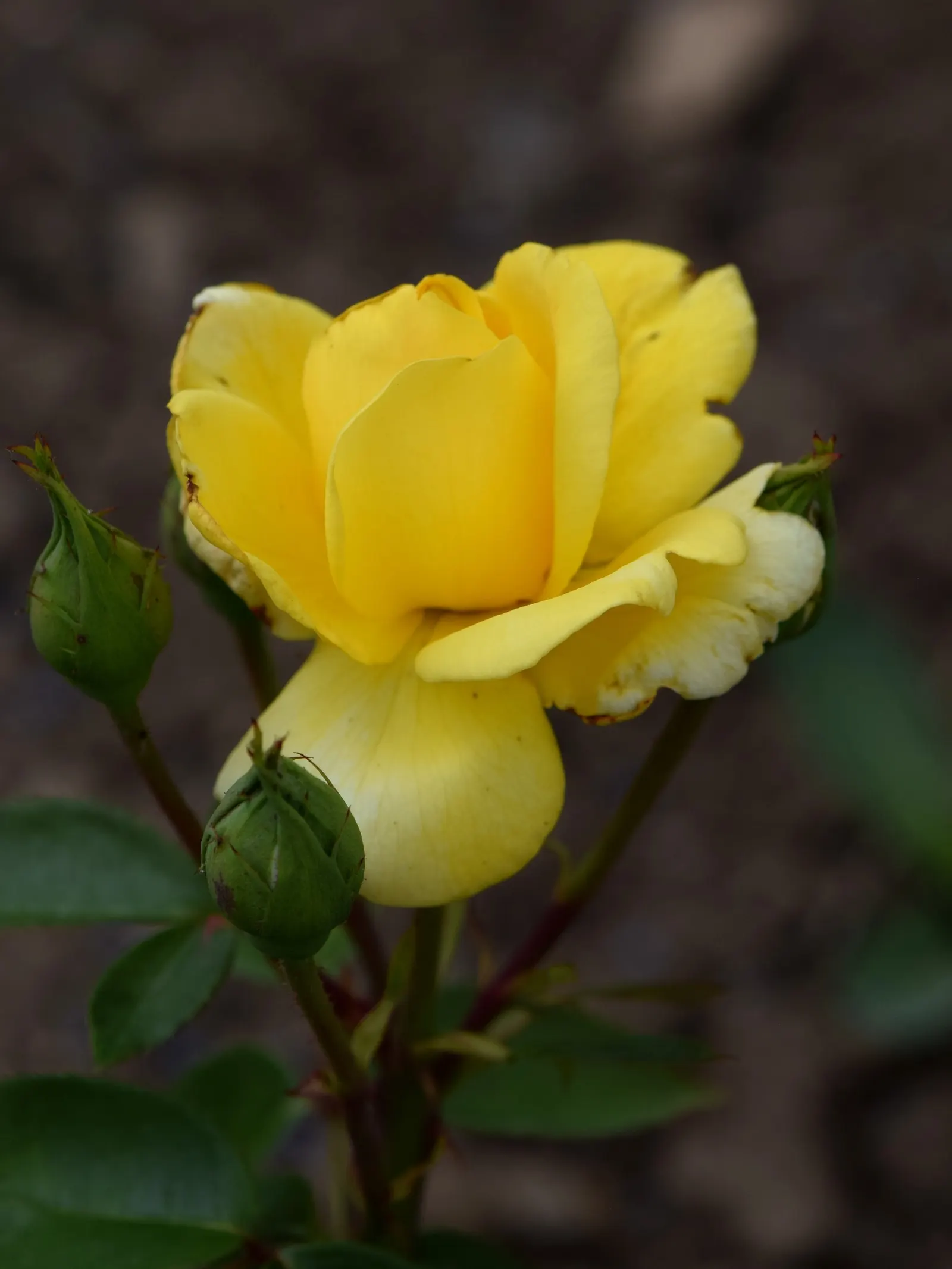 Oregold Hybrid Tea Rose (Rosa 'Oregold') — which can span up to 5 inches across and feature a high-centered