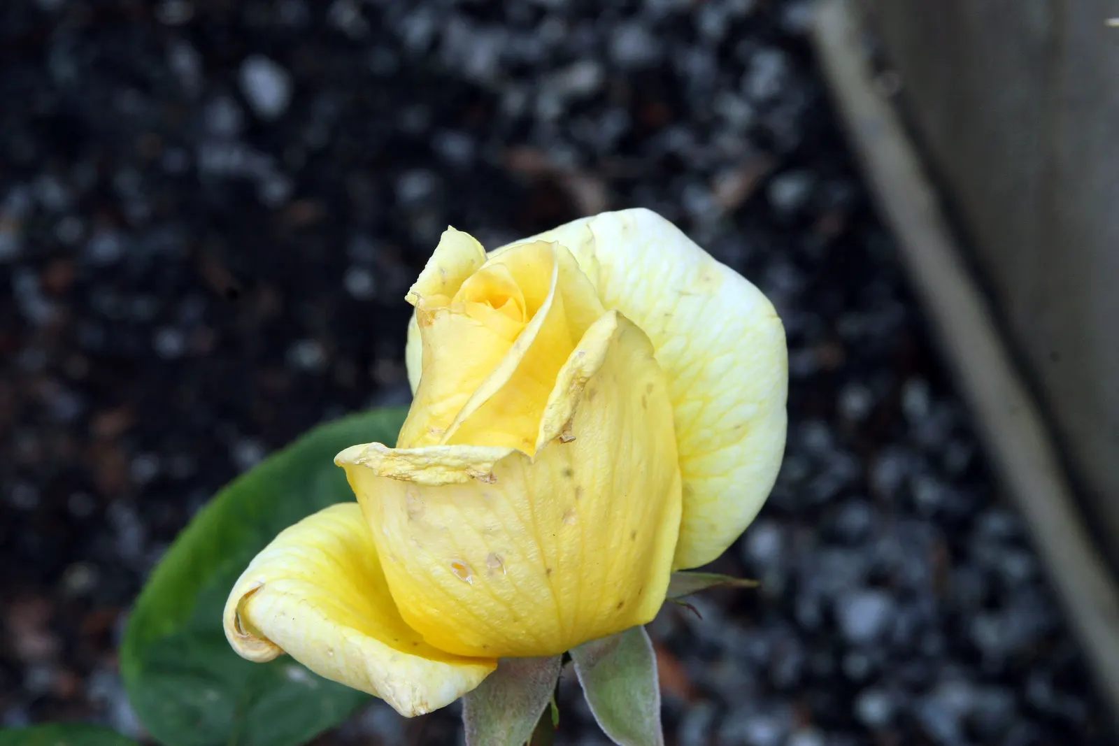 Oregold Hybrid Tea Rose (Rosa 'Oregold') — Each fragrant flower spans about 4-5 inches across