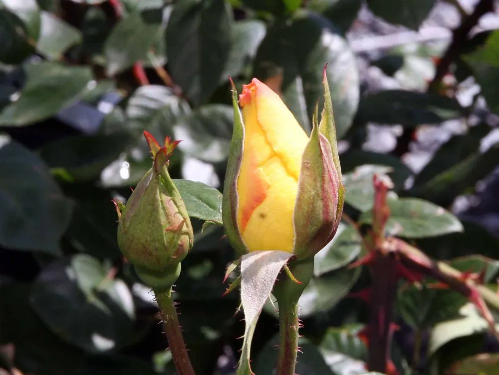 Oregold Hybrid Tea Rose (Rosa 'Oregold') — commonly referred to as Oregold Hybrid Tea Rose