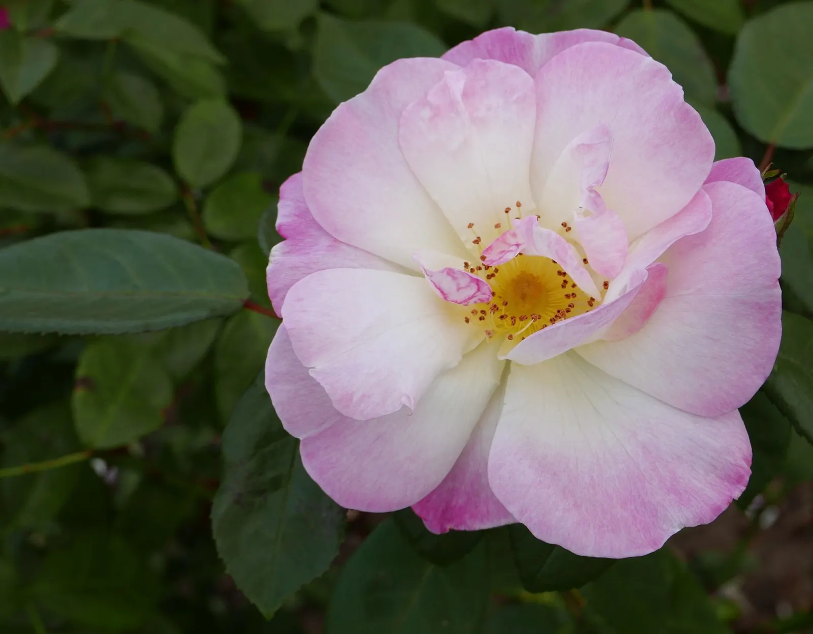 Erfurt Hybrid Tea Rose (Rosa 'Erfurt') — reaching a mature size of 3 to 4 feet in height and 2 to 3 feet in width