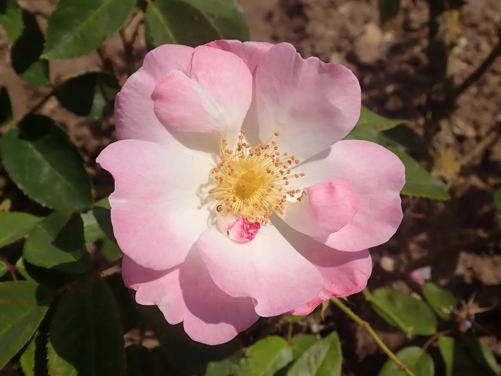 Erfurt Hybrid Tea Rose (Rosa 'Erfurt') — Each flower unfurls to reveal a stunningly vibrant pink hue