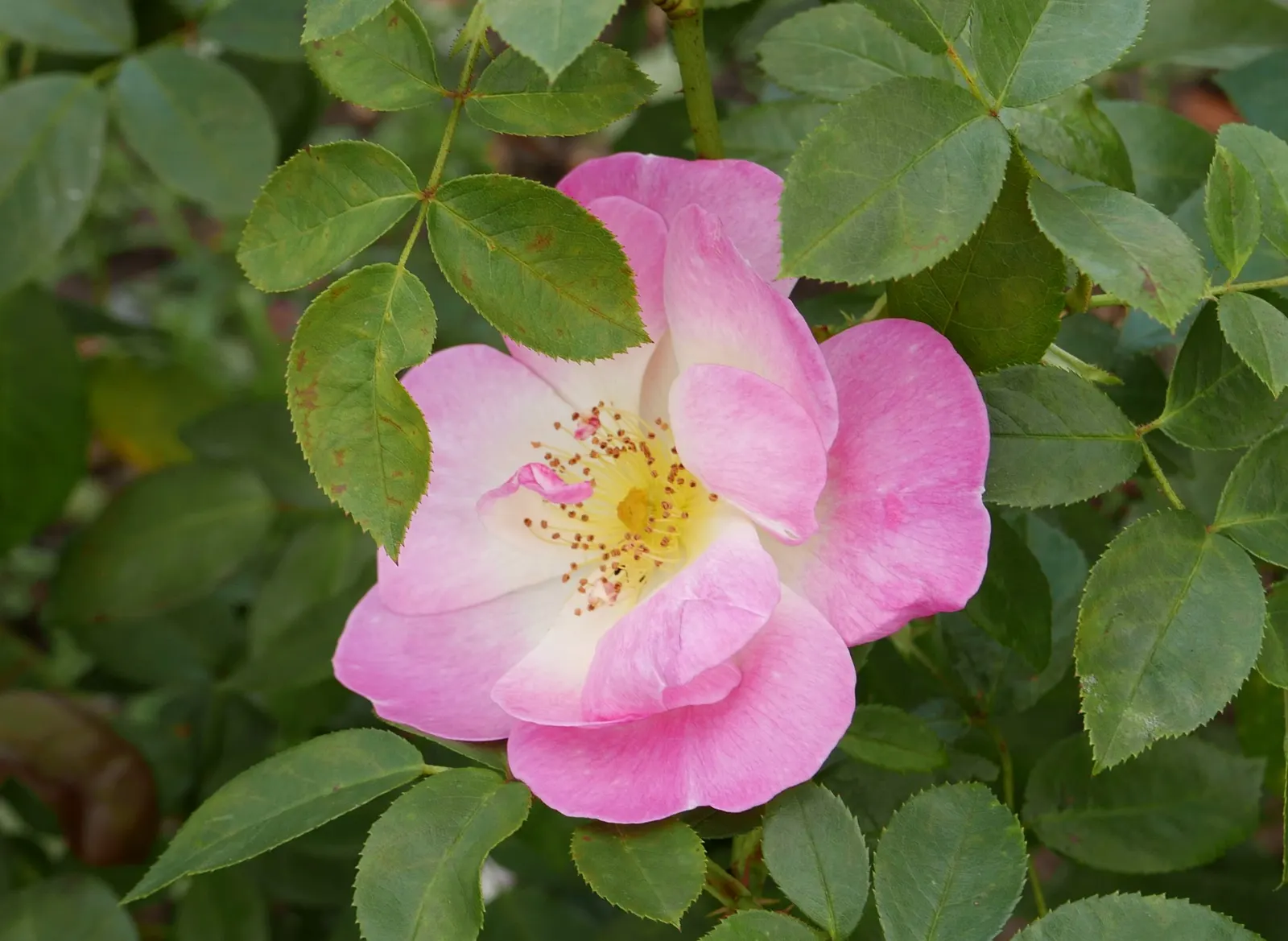 Erfurt Hybrid Tea Rose (Rosa 'Erfurt') — commonly referred to as the Erfurt Hybrid Tea Rose