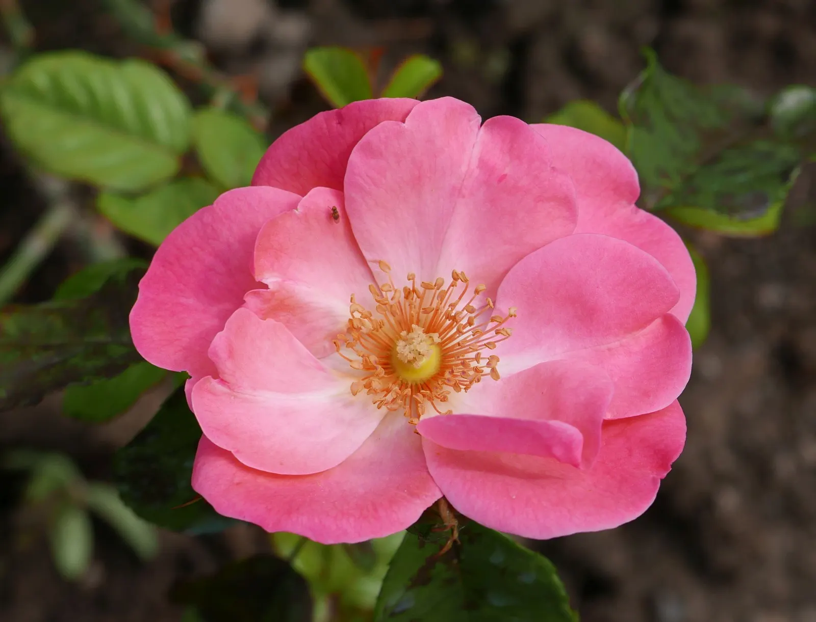 Erfurt Hybrid Tea Rose (Rosa 'Erfurt') — Each flower spans approximately 4 to 5 inches, carried atop long stems, ideal for cutting