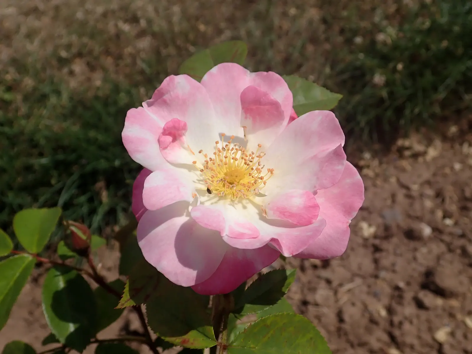 Erfurt Hybrid Tea Rose (Rosa 'Erfurt') — The Rosa 'Erfurt' Hybrid Tea Rose offers elegance with its enchanting, fragrant pink blossoms
