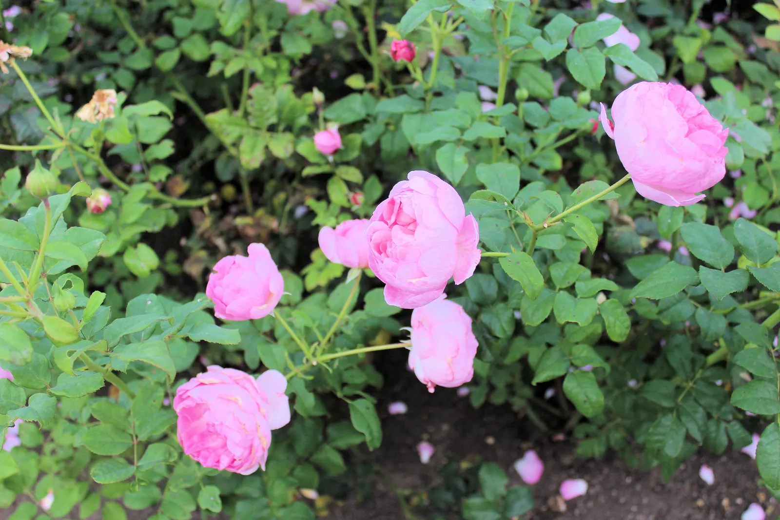 Erfurt Hybrid Tea Rose (Rosa 'Erfurt') — Hardy in zones 5 to 9, it requires full sun and well-drained soil to thrive