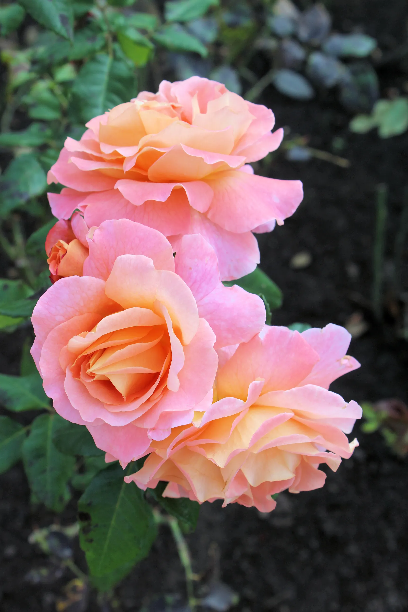Erfurt Hybrid Tea Rose (Rosa 'Erfurt') — is a distinguished and elegant choice for any garden desiring a touch of classic beauty