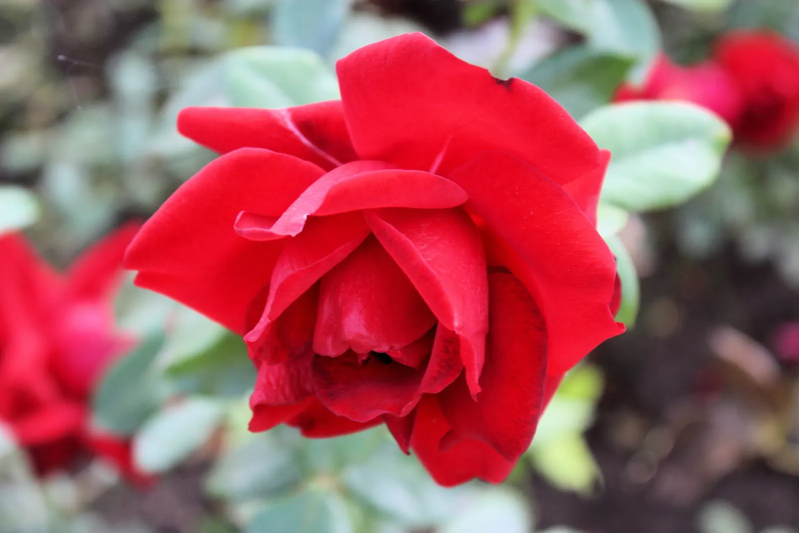Erfurt Hybrid Tea Rose (Rosa 'Erfurt') — perfectly shaped blooms with a diameter typically ranging from 4 to 5 inches